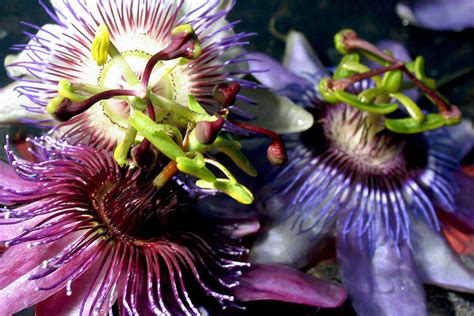 passion flower side effects heart